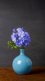 繡球花