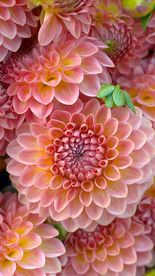 芍藥花
