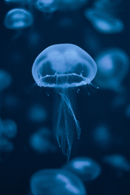 水母海蜇蓝色梦幻图片