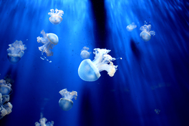 水母海蜇蓝色梦幻图片