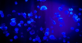 水母海蜇唯美梦幻图片