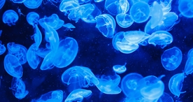 水母海蜇唯美梦幻图片