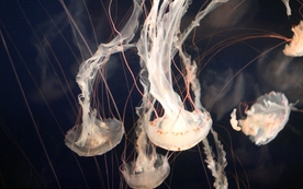 水母海蜇唯美梦幻图片