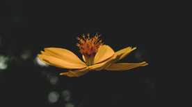 清新淡雅花卉图片