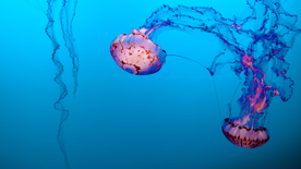 水母海蜇游荡图片