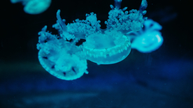 水母海蜇游荡图片