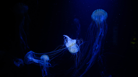 水母海蜇游荡图片