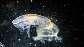 水母海蜇游荡图片