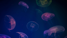 水母海蜇游荡图片