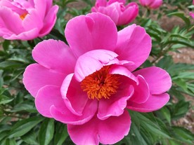 红色花朵花蕊