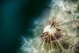 蒲公英蒲公英花图片