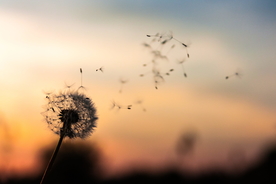 蒲公英蒲公英花图片