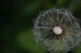 蒲公英蒲公英花图片