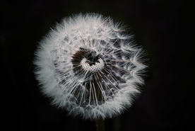 蒲公英蒲公英花图片