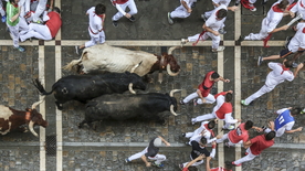水牛奶牛肉牛黄牛红牛图片
