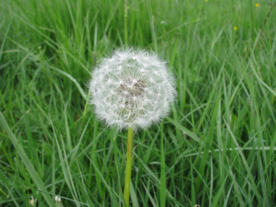 蒲公英花蒲公英飞絮图片