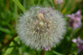 蒲公英花蒲公英飞絮图片