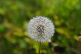 蒲公英花蒲公英飞絮图片