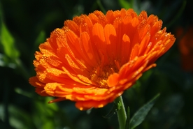 金盏菊
