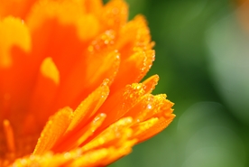 金盏菊