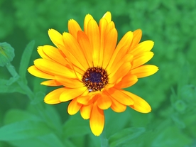 金盏菊