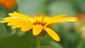 金盏菊