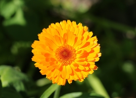 金盏菊