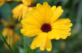 金盏菊