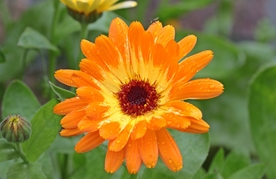 金盏菊