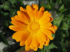金盏菊