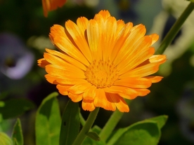 金盏菊