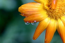 金盏菊