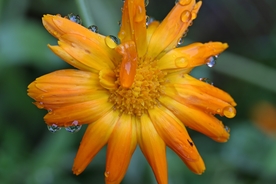 金盏菊