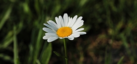 雏菊
