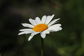 雏菊