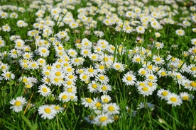 雏菊