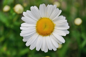 雏菊