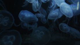水母