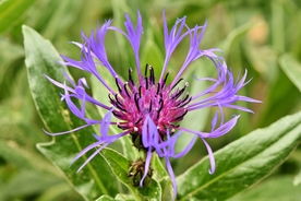 矢车菊