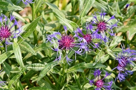 矢车菊