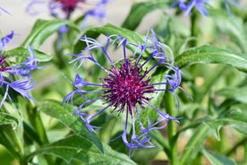 矢车菊