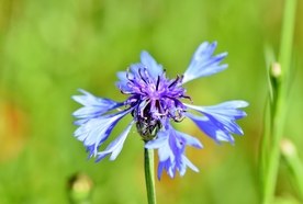 矢车菊
