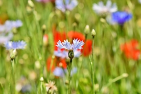 矢车菊