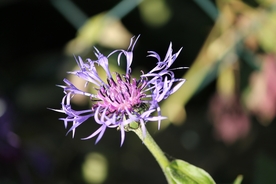 矢车菊