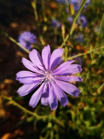 矢车菊