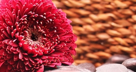 非洲菊