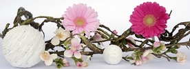 非洲菊