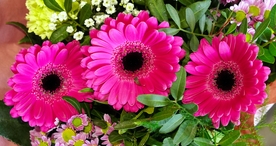 非洲菊