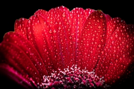 非洲菊