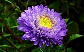 翠菊